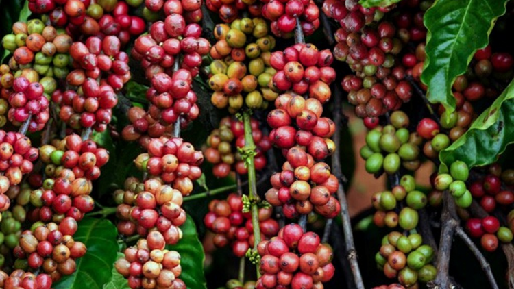 Việt Nam kal athế pro ki klâi vâ khoh ai inâi kơphế xú le\m