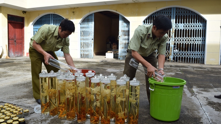 Kon Tum: Tah lôi sâm Ngọc Linh ôh tá ‘nâi xiâm kối