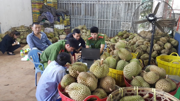 Gia Lai: Châ rup tíu ki tâm plâi sầu riêng [ă trếo pơkeăng
