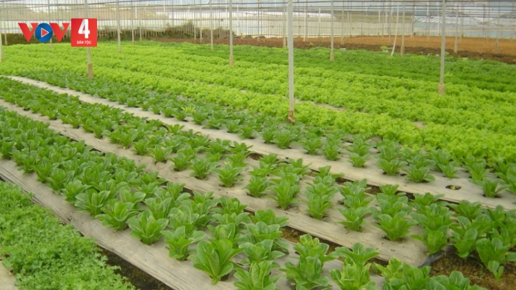 Lâm Đồng ƀư rjăp nau mât ndơ tuch tăm VietGAP