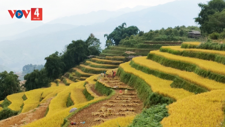 Gặt "mùa vàng" nơi lưng chừng trời