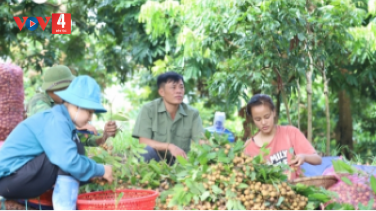 ខេត្តវិញឡុង ខិតខំប្រឹងប្រែងនាំយកបច្ចេកវិជ្ជាទៅក្នុងផលិតកសិកម្ម