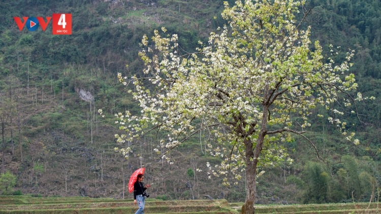 CHƯƠNG TRÌNH KHAY HENG TÀY- NÙNG ( XƯỚNG HẢT SLI LƯỢN  HANG TUẦN)