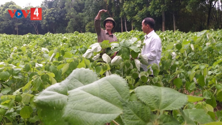 Nông dân Tuyên Quang làm giàu từ cây gai xanh 