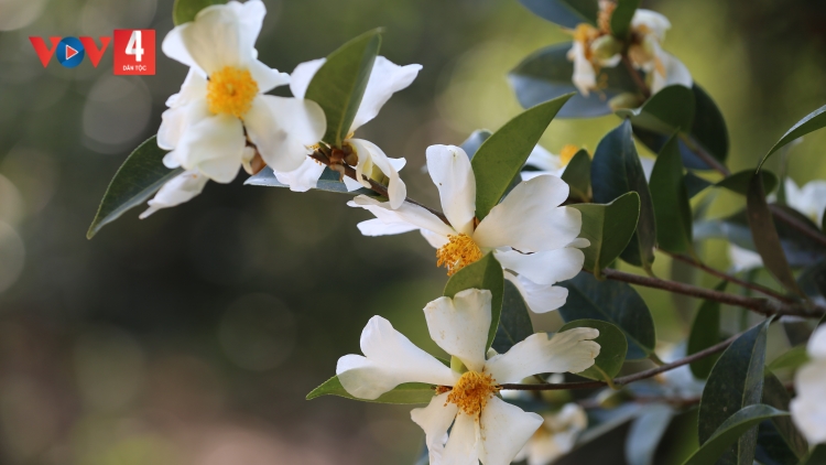 CHƯƠNG TRÌNH KHAY HENG TIỂNG TÀY NÙNG (Thứ Ba, vằn xo 27/12/2022)