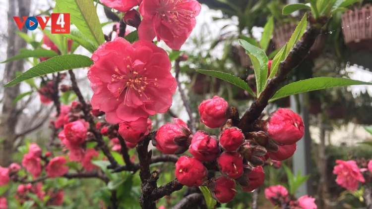 CHƯƠNG TRÌNH KHAY HENG TÀY-NÙNG  (Thứ 5- Vằn 16 bươn 2 pi 2023)