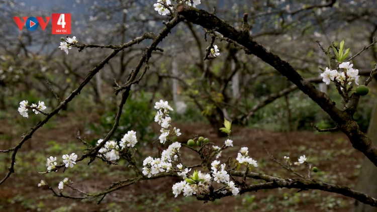 CHƯƠNG TRÌNH KHAY HENG TÀY - NÙNG  (Thứ Tư, Vằn 15 bươn 2 pi 2023)