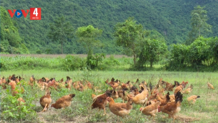 HẾT LẬU, LƯỞC FẰN, CÚA KHUN SLE LIỆNG CÁY CẢI KHOÁI