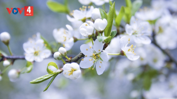 CHƯƠNG TRÌNH KHAY HENG TÀY - NÙNG  (Thứ Hai, Vằn 13 bươn 3 pi 2023)