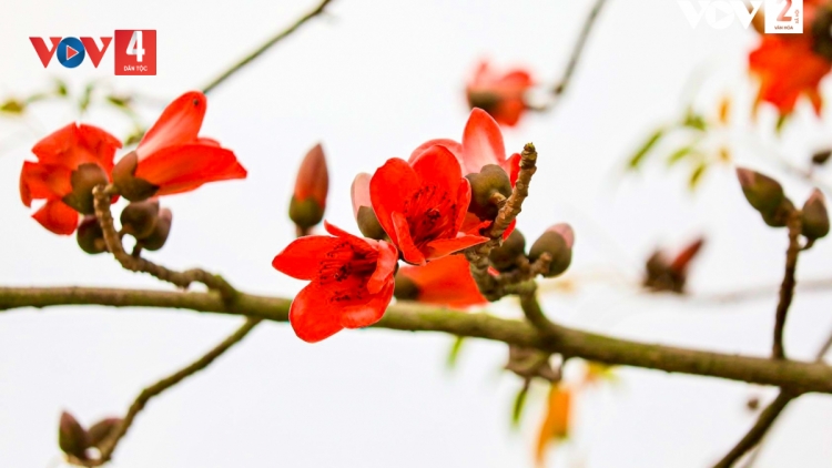 CHƯƠNG TRÌNH KHAY HENG TIỂNG TÀY NÙNG  (Thứ Năm– Vằn 16/03/2023)