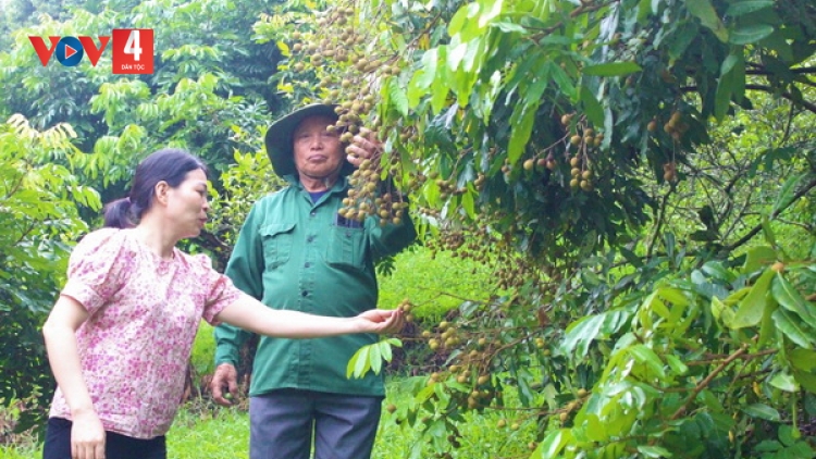 Cựu thanh niên xung phong vùng cao không cam chịu đói nghèo