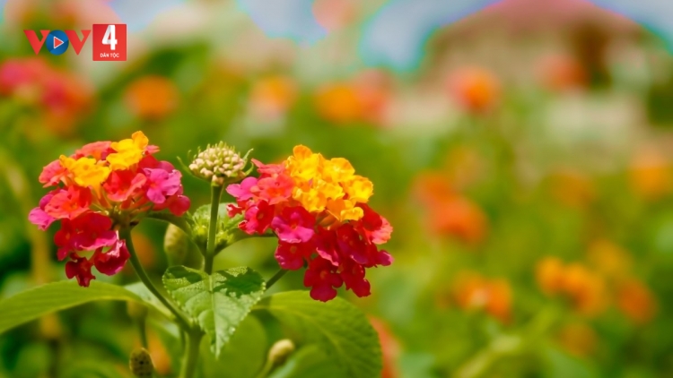 CHƯƠNG TRÌNH KHAY HENG TÀY - NÙNG  (Thứ Sáu, vằn xo 4/8/2023)