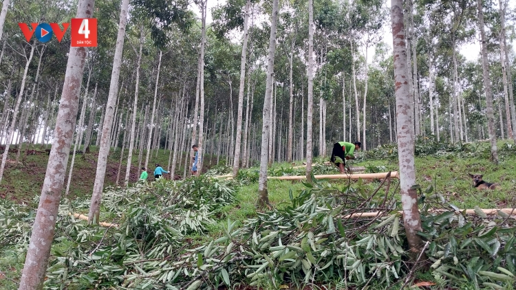 CO QUỂ DÚ SLẢNH LÀO CAI KHAI TẢY CHÈN