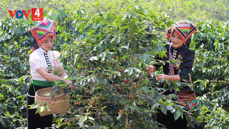  Sơn La: Chuẩn bị cho lễ hội cà phê lần thứ nhất