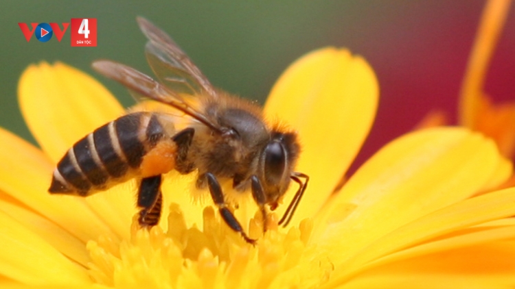 CHƯƠNG TRÌNH KHAY HENG TÀY NÙNG  (Thứ Năm – Vằn 19/10/2023)