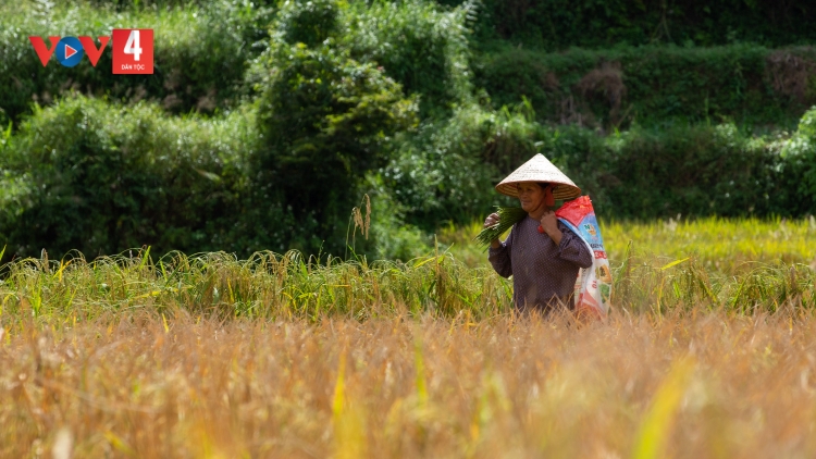 CHƯƠNG TRÌNH KHAY HENG TÀY - NÙNG  (Thứ Hai, Vằn xo 06/11/2023)