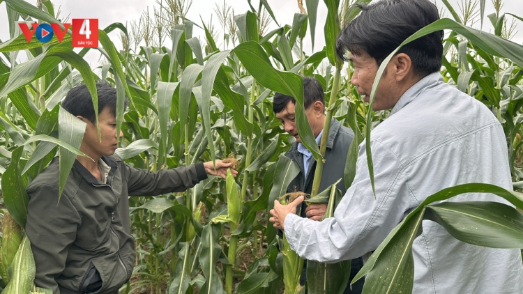 ĐẮK LẮK: CHAY CO BẮP VAN CHĂN ĐÂY DÚ BÚNG NÀ PÙNG