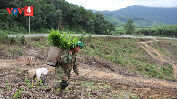 Đắk Lắk không đạt chỉ tiêu về độ che phủ rừng năm 2023