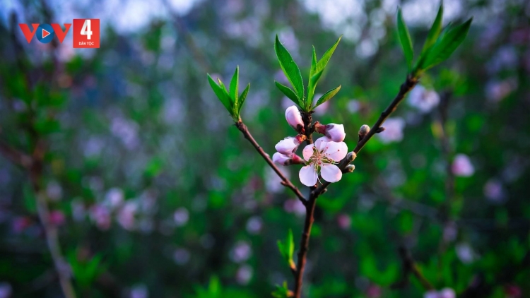 CHƯƠNG TRÌNH KHAY HENG TÀY - NÙNG  (Thứ 7, vằn 27/01/2024)