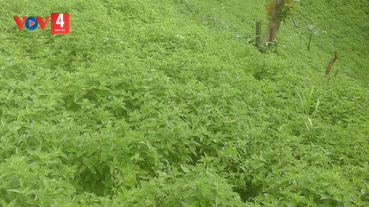 Cao Bằng: Phát huy hiệu quả kinh tế từ cây thạch đen