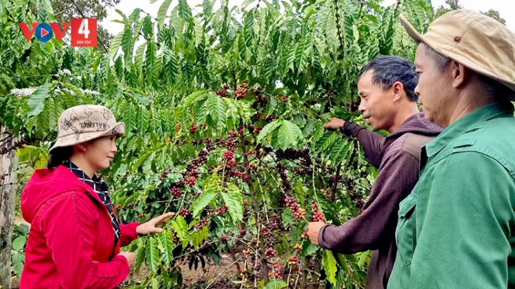 Người Dao ở Cư Suê làm giàu nhờ thay đổi tư duy sản xuất