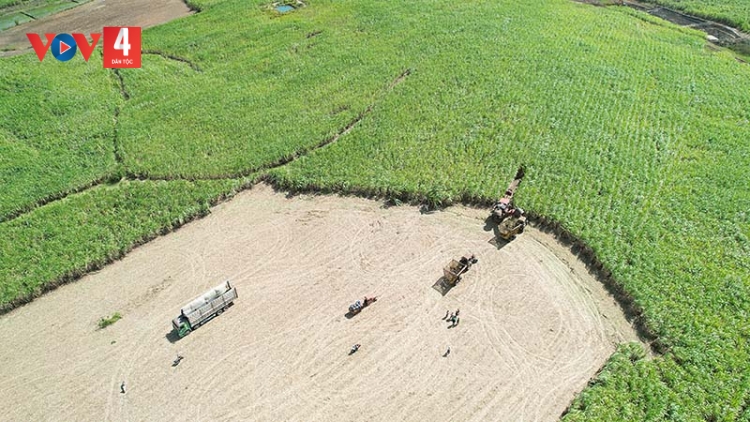 Bà con Ba Na đón mùa mía ngọt từ cánh đồng lớn