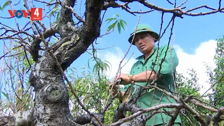 Hoa đào ở Đắk Lắk chờ đón Xuân