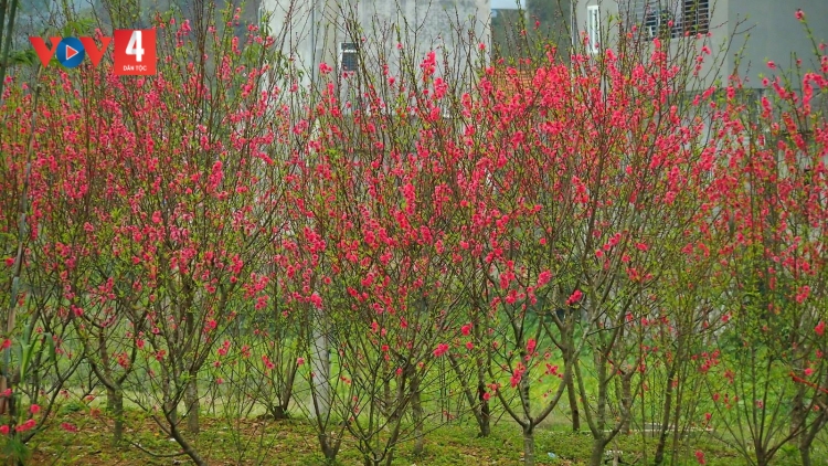 CHƯƠNG TRÌNH KHAY HENG TÀY - NÙNG XO 6 BƯƠN CHIÊNG (Thứ Năm, Vằn 15 bươn 2 pi 2024)