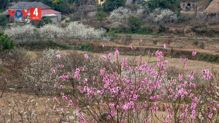 CHƯƠNG TRÌNH KHAY HENG TÀY - NÙNG VẰN ĐẮP (Thứ Sáu- Vằn xo 9 bươn 2 pi 2024)