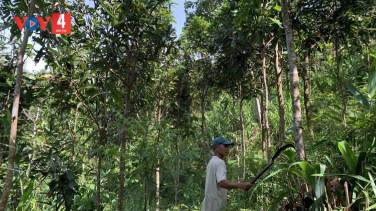 ZƯ LÊY LÂNG PA DƯR TƠƠM QUẾ TRÀ MY