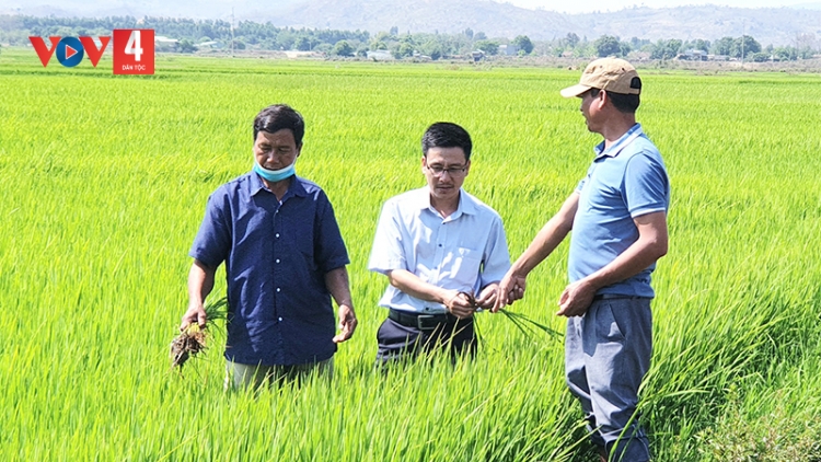  Xóa đói giảm nghèo từ thương hiệu “gạo Phú Thiện”