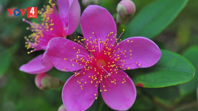 CHƯƠNG TRÌNH KHAY HENG TÀY- NÙNG  (Thứ Bảy – Vằn 17/2/2024)