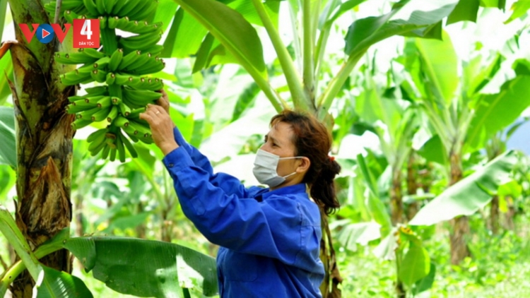 Vùng dân tộc thiểu số Lâm Đồng giàu lên nhờ phát huy lợi thế cây trồng