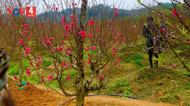 Làng đào Nam Phong ở Cao Bằng rộn ràng đón Tết