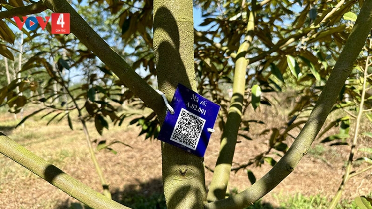 Gắn mã QR quản lý 10.000 cây sầu riêng tại Đắk Lắk