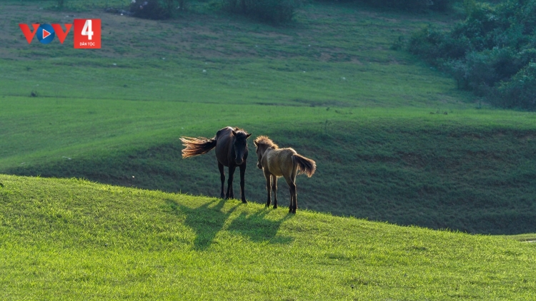 CHƯƠNG TRÌNH KHAY HENG TÀY - NÙNG (Thứ Bảy, Vằn xo 2 bươn 3 pi 2024)
