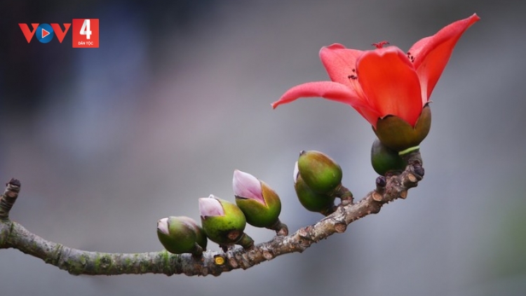 CHƯƠNG TRÌNH KHAY HENG TÀY - NÙNG (Thứ Hai, vằn 11 bươn 3 pi 2024)