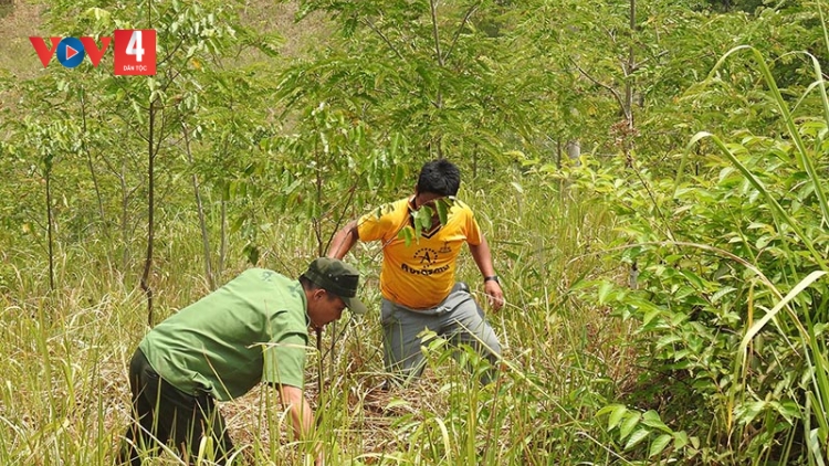 Kon Tum có mưa trái mùa, chủ rừng càng lo cháy do tâm lý chủ quan