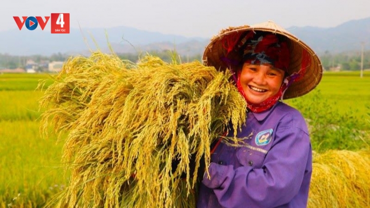 Nông dân Mường Thanh phấn khởi thu hạt “Ngọc vàng”