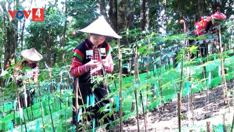 Sâm Lai Châu, cây mở hướng thoát nghèo cho đồng bào La Hủ 
