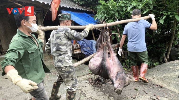 Dịch tả lợn Châu Phi tái bùng phát diện rộng tại tỉnh Bắc Kạn
