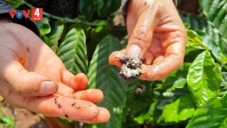 Hàng ngàn hecta cà phê ở Gia Lai bị rệp sáp gây hại