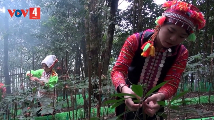 SÂM LAI CHÂU PANG HẨƯ PỈ NOỌNG CẦN LA HỦ TẢ KHỎ