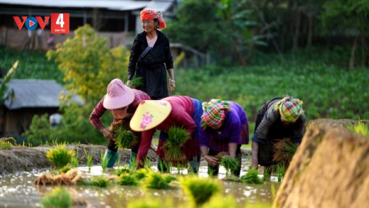 Du khách tìm về Mù Cang Chải mùa nước đổ