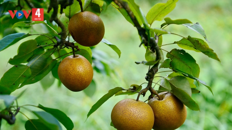 CHƯƠNG TRÌNH KHAY HENG TÀY - NÙNG (Thứ Tư, vằn 19 bươn 6 pi 2024)