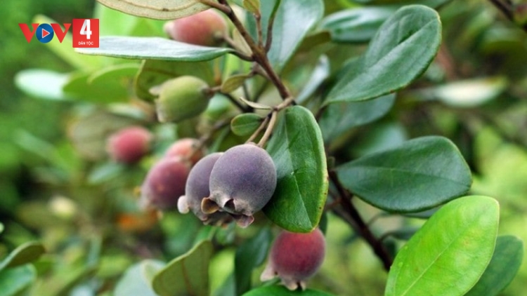 CHƯƠNG TRÌNH KHAY HENG TÀY - NÙNG (Thứ Ba, Ngày 18/6/2024)