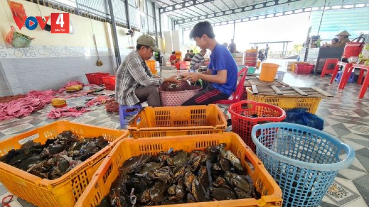 Cà Mau: Bác thông tin xuất khẩu cua giãn đoạn do gặp khó vận chuyển