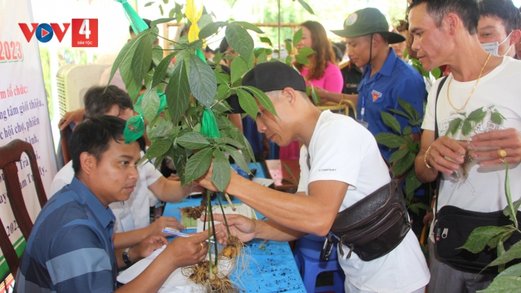 NAM TRÀ MY BHRỢ ĐẤU GIÁ SÂM NGỌC LINH PAY ZÊN ZOOI BHRỢ ĐONG ẶT