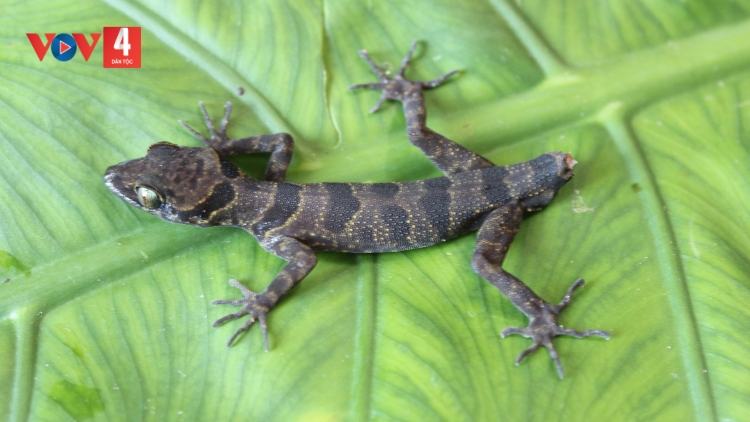 BƠƠN LÊY MUY P’NONG N’JOỌT ĐHỊ BHƯƠN QUỐC GIA PHONG NHA – KẺ BÀNG