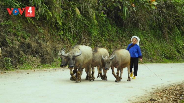 Tết “Khoăn vài”- gọi vía trâu của người Tày - Nùng